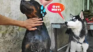Husky and Rottweiler Bath Together😵 || Dog can talk part 37 || Roxy, Cheeni, #Reviewreloaded ||