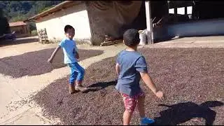 Luis Arthur e Enzo brincando no terreiro de caf&eacute;