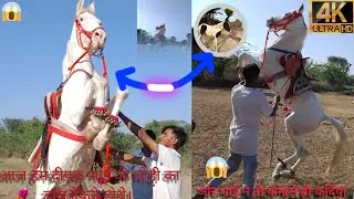 आज हम दीपक भाई की घोड़ी का डांस देखने गए थे 🐎💯