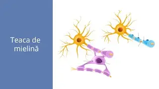 Teaca de mielină - Admitere la medicină - Barron's - Admitere la Medicină