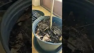 Red Custard Apple Cold Damage Will It Recover? 🥶 #fruit #tropical