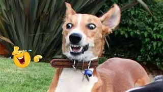 These Dog Videos of the Year Will Make You Laugh Way Too Hard 😂🐶