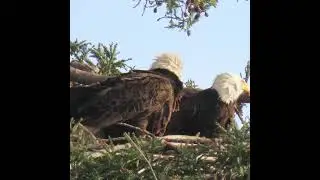 Bald Eagle family: overprotective dad checks how babies are fed