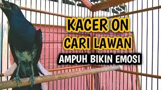 KACER ON CARI LAWAN AMPUH BIKIN EMOSI !! PANCINGAN KACER GACOR PASTI NYAUT AMPUH.