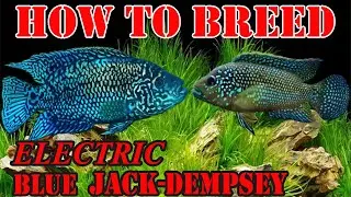 How to Breed Electric Blue Jack Dempsey?