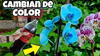 REVELAN el Secreto para Hacer TUS FLORES AZULES o NEGRAS! Cambia las Plantas de Color | Florister&iacute;a