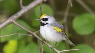 Conserving Habitat for Golden-winged Warblers