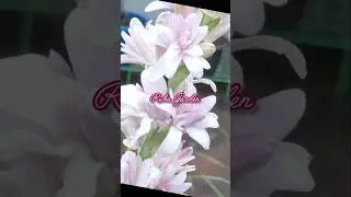 பிங்க் அடுக்கு சம்பங்கி // Pink sapphire Tuberose Bulb available whats app 9360719080 (Rs 50 To 350)