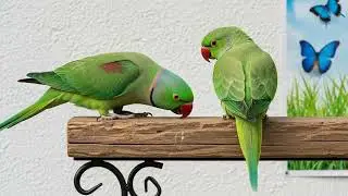 Parrot Talking and Dancing Videos Compilation | Funny Talking Bird