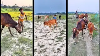 Cow Farming in Village Field #shorts