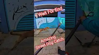 Gojo 2 Double Dog Catch #gojo #dog #streetdogrevival #ytviral #shorts