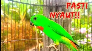 Pancingan Serindit Di Jamin Pasti Yaut ! SUARA SERINDIT PALING KARAS