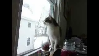 Cat talking to Crow through window