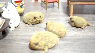 День рождения круглой лягушки🎂　Rain frog's birthday party🎂