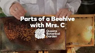 Parts of the Beehive with Mrs. C