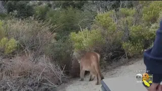 Mountain Lion Burned In Bobcat Fire Spotted Again, Doing Well In Natural Habitat After Treatment