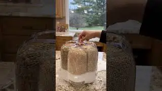 Why the Grain and Rice Dispenser 8 Quarts is a Game-Changer for Small Kitchens
