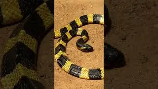 Banded Krait: Danger Noodle 🐍 Animal Fact Files #facts #animals #wildlife