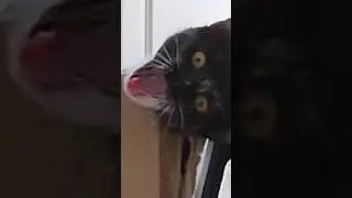 Cute Cat Sh*t | #cat #cats #song