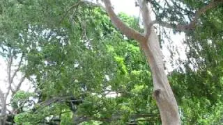 KingsCross.Tv Fitzroy Gardens 05112010 Tree