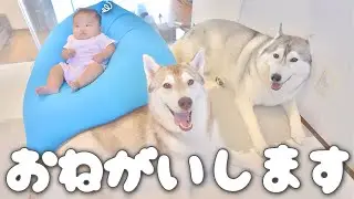 眠れずに困っている赤ちゃんをハスキー犬に預けてみたら... 笑