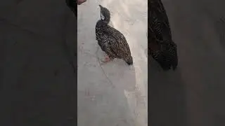#viral #subscribe #bird #mushkitetar #freefire #kalrajmishra #bigbos