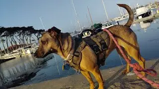 Little Brown Dog (Song for Ellis) by Michael John Taylor