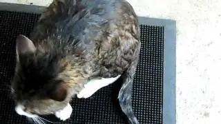 Piglet's Pool Adventure