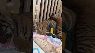 The little tiger cub is sleeping soundly.🐯❤️ #tiger #animals #cute #zoo