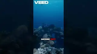 Mind Blowing Fish Facts
