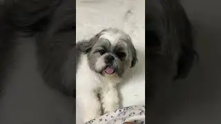 Scooby&rsquo;s daily routine #ytshorts #shihtzu #combing #grooming #petgrooming