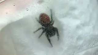 @bugsincyberspace  Unboxing:  Live Insects and Arachnids!