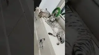 Eating catfood kalocat 🐈&zwj;⬛🐾🐈😺&hearts;️ #subscribe #kitten #cat #fyppage #cateating #catfood #jeeny05 #cute