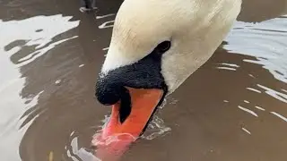 New Swan Pen (Female) Having Her Seeds.  9 January, 2026. 