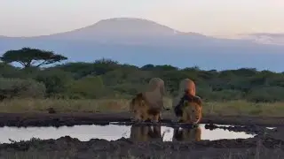 Through the lens - a bit of Africa - Lions at Kilimanjaro