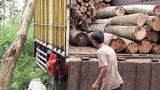 Cara  Muat Kayu lOG Kedalam TrukYg   Benar