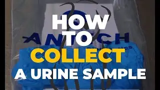 Pet Health: How to Collect a Urine Sample (Dog) | North Shore Animal League America