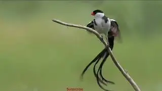Pin - tailed whydah singing