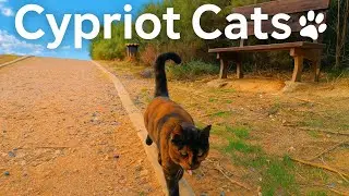 Cypriot Cats &ndash; Beautiful Street Cats of Larnaca, Cyprus 🐾