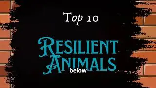 🌟 Top 10 Most Resilient Animals in the World 🐾 Nature&rsquo;s Toughest Survivors! 💪 🐢