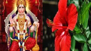 14 శుభవృక్షాలు మీ ఇంటి కోసం|Vastu plants for home to get rich.
