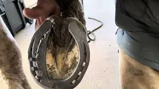 Collateral ligament horseshoeing explained