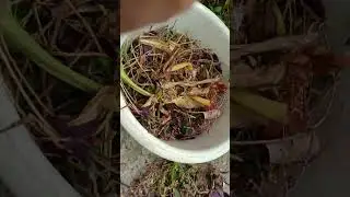 Ponytail Palm ki reporting# Khali plastic tab mein #desi Khad ke sath#@drpraveenvlog