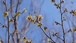【一分動画】　🌳花シリーズ　マンサク　満作 Witch hazel　（マンサク科） 🌷
