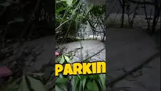 Storytime I Tried to Return to Nature #short #catPOV #Cat
