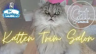 Ontdek Cat Furriends, jouw professionele kattentrim salon, op ''De Klaptafel'' met  katten  tips! 😺🐾