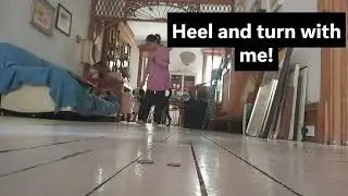 Open Paw Dog Training Intro