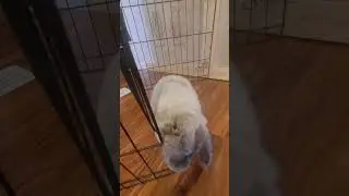 Update-rabbitat finished-rabbit Sage does a binky and Hops does a flop