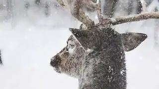 Deer In The Snowfall Loop Animation | Background Footage | Relaxing Screensaver