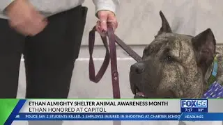 Kentucky Human Society&rsquo;s Ethan Almighty is a story of hope